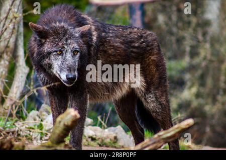 Grauer Wolf in Nahaufnahme Stockfoto