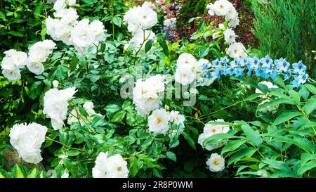 Weiße Rosen und blaues Delphinium in Nahaufnahme mit gemischtem Rand und Kopierbereich. Ideen zur Kombination von Rosen und Delphinien im Heimgarten. Landskap Stockfoto