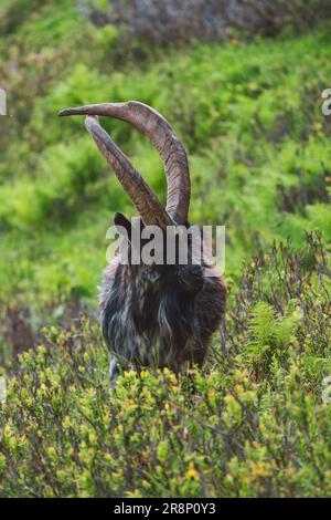 Ein Porträt eines besonderen alten Ziegenbocks mit langen, kreuzenden Hörnern auf einer grünen Bergwiese an einem Sommertag Stockfoto