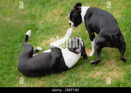 Zwei Boston Terrier Hunde, die auf Gras spielen. Ein Hund liegt mit der Pfote nach oben in Richtung des anderen Hundegesichts. Ein Hund ist ein Welpe. Stockfoto