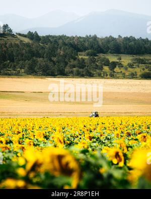 Statische Ansicht Sonnenblumenfeld und blauer Traktor fahren über Feld an bewölktem Tag im Freien in Georgia Land Landwirtschaft Felder Stockfoto