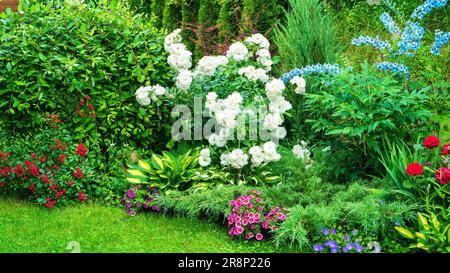 Gemischter Rand mit großem Rasen. Ideen zur Organisation einer gemischten Grenze in einem Blumengarten im englischen Stil. Rosen, Delphinien und Hostas für Landschaften Stockfoto