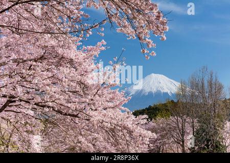 Kirschblüten im Iwamotoyama Park und Mt. Stockfoto