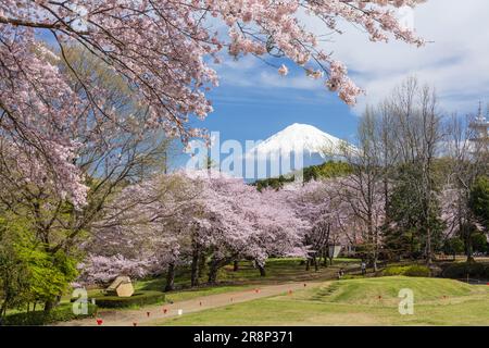 Kirschblüten im Iwamotoyama Park und Mt. Stockfoto