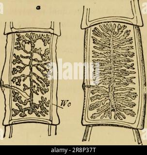 'Elementares Zoologiebuch, allgemeiner Teil und besonderer Teil: Protozoen zu Insekten' (1892) Stockfoto