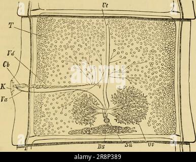 'Elementares Zoologiebuch, allgemeiner Teil und besonderer Teil: Protozoen zu Insekten' (1892) Stockfoto