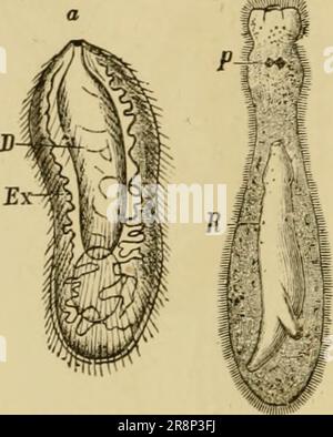 'Elementares Zoologiebuch, allgemeiner Teil und besonderer Teil: Protozoen zu Insekten' (1892) Stockfoto