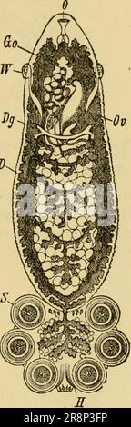'Elementares Zoologiebuch, allgemeiner Teil und besonderer Teil: Protozoen zu Insekten' (1892) Stockfoto