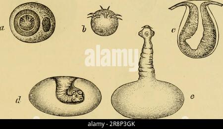 'Elementares Zoologiebuch, allgemeiner Teil und besonderer Teil: Protozoen zu Insekten' (1892) Stockfoto