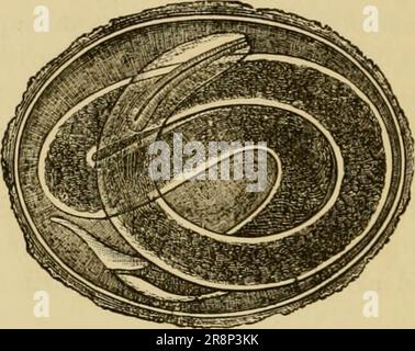 'Elementares Zoologiebuch, allgemeiner Teil und besonderer Teil: Protozoen zu Insekten' (1892) Stockfoto