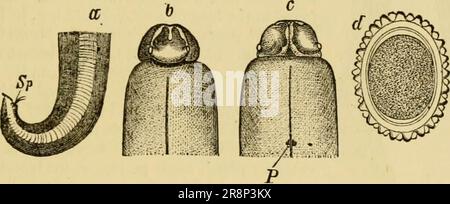 'Elementares Zoologiebuch, allgemeiner Teil und besonderer Teil: Protozoen zu Insekten' (1892) Stockfoto