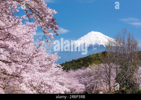 Kirschblüten im Iwamotoyama Park und Mt. Stockfoto