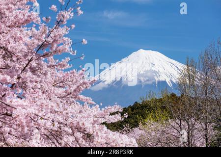 Kirschblüten im Iwamotoyama Park und Mt. Stockfoto