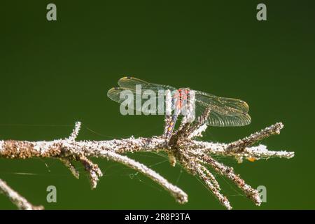 nördlicher Weißgesichter-Dart in einem Hochmoor ein Naturschutzgebiet an einem sonnigen Sommertag Stockfoto