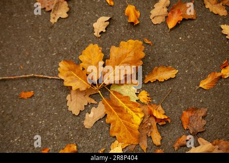 Herbstliche Eichenblätter auf Asphaltstraße. Selektiver Fokus. Stockfoto