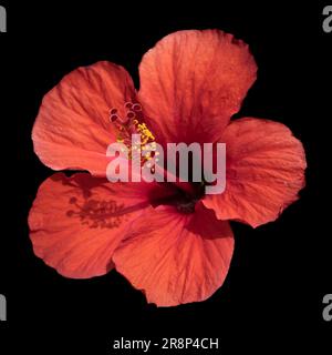 Makroporträtaufnahme eines roten hawaiianischen Hibiskus Stockfoto