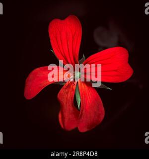 Makroaufnahme einer Blume mit roten Blütenblättern auf dunklem Hintergrund Stockfoto