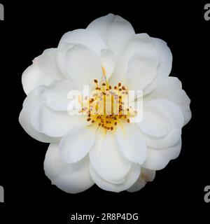Makroaufnahme einer weißen Wichuras Rose auf schwarzem Hintergrund Stockfoto