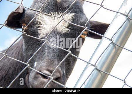 Schwarze Ziege mit weißen Flecken, die durch die Gitterstäbe schaut, wo sie eingeschlossen ist. Look-Konzept Stockfoto