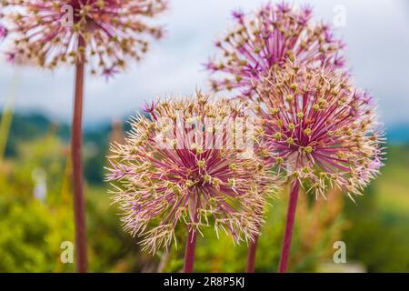 Wunderschöne Nahaufnahme von mehreren kugelförmigen Blütenköpfen der Allium cristophii, der persischen Zwiebel oder des Sterns von Persien. Die blühenden Pflanzen wachsen... Stockfoto