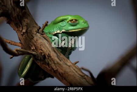 Grüner Baum-Frosch Stockfoto