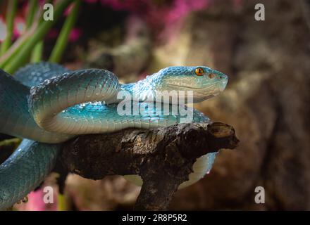 Eine kleine Insel-Grubenviper mit weißen Lippen, die auf einem Ast ruht. Es ist unwahrscheinlich, dich zu töten, wenn du gebissen wirst, aber du wirst es wissen. Stockfoto