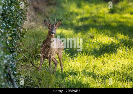 Komisch, was man unten im Garten findet! Ich fand diesen Kerl auf den Feldern am Grund unseres Gartens. Er schien sich nicht so Sorgen um mich zu machen Stockfoto