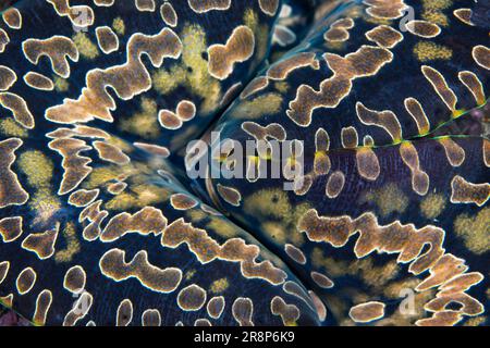 Details des wunderschönen Musters auf dem Mantel einer Riesenmuschel, Tridacna sp., die auf einem vielfältigen Korallenriff im Komodo-Nationalpark, Indonesien, wächst. Stockfoto