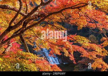 Awamata Falls in Yoro Gorge Stockfoto