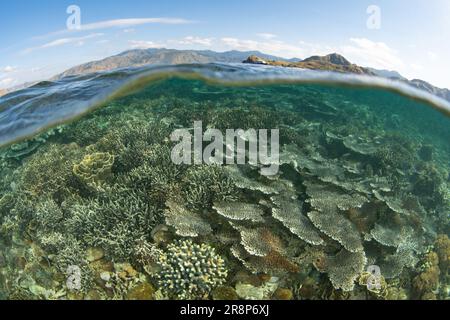 Im Komodo-Nationalpark, Indonesien, gedeihen Korallen, die sich auf Riffen aufbauen. Diese Region ist die Heimat einer außergewöhnlichen marinen Artenvielfalt. Stockfoto