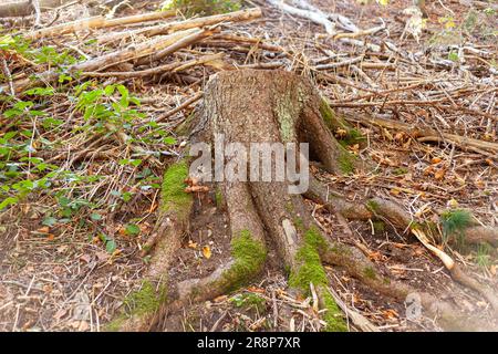 Alte Baumwurzeln im Wald. Das Konzept der Umweltschonung. Stockfoto