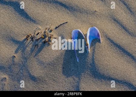 Pacific Razor Clam, Siliqua Patula, Muschel in Sand am Hobuck Beach, Makah Nation, Olympic Peninsula, Washington State, USA [nur redaktionelle Lizenzierung] Stockfoto