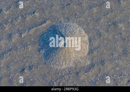 Pacific Razor Clam, Siliqua Patula, Hügel am Hobuck Beach, Makah Nation, Olympic Peninsula, Washington State, USA [nur redaktionelle Lizenzierung] Stockfoto