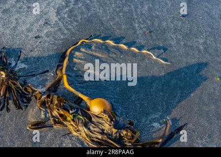 Bull Kelp, Nereocyctis luetkeana, gestrandet am Hobuck Beach, Makah Nation, Olympic Peninsula, Washington State, USA [nur redaktionelle Lizenzierung] Stockfoto