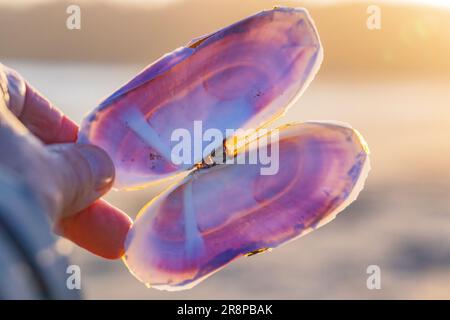 Pacific Razor Clam, Siliqua Patula, Muschel bei Sonnenuntergang am Hobuck Beach, Makah Nation, Olympic Peninsula, Washington State, USA [nur redaktionelle Lizenzierung] Stockfoto