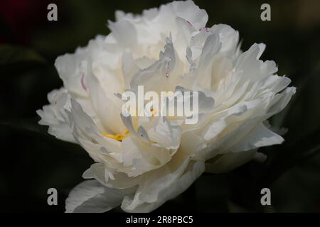 Weiße Pfingstrosenblüte auf dunkel verschwommenem Hintergrund. Die wunderschöne Pfingstrose mit Seidenblüten. Ausgewählte Blumen verschiedener Sorten. Stockfoto