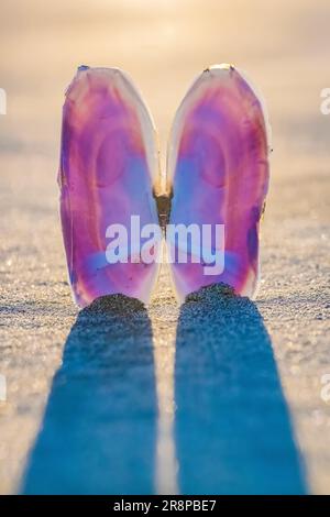 Pacific Razor Clam, Siliqua Patula, Muschel bei Sonnenuntergang am Hobuck Beach, Makah Nation, Olympic Peninsula, Washington State, USA [nur redaktionelle Lizenzierung] Stockfoto