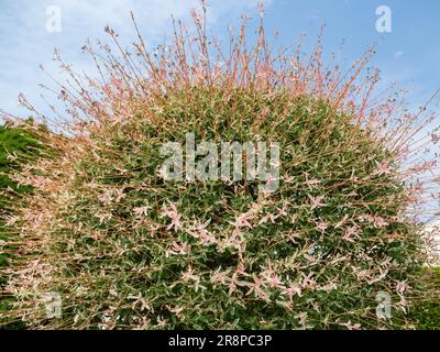 Dekorative Weide mit verschiedenen weißen Farbtönen. Japanische Weide Salix integra Hakuro-Nishiki. Selektiver Fokus. Stockfoto