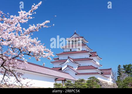 Schloss Tsuruga und Kirschblüten Stockfoto