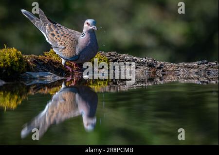 Turtle Dove Refelections in einem Pool aus Wasser Stockfoto