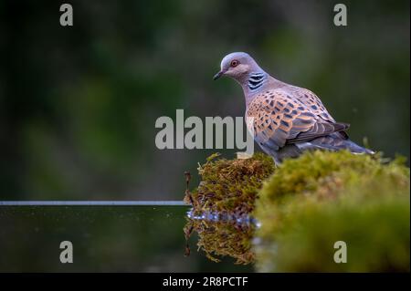 Eine Eurpean Turtle Dove am Rand eines Pools Stockfoto