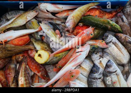 Fischmarkt in der Stadt Alghero auf der Insel Sardinien, Italien. Rotbarsch, Goldbrasse und andere Fischarten aus dem Mittelmeer. Stockfoto