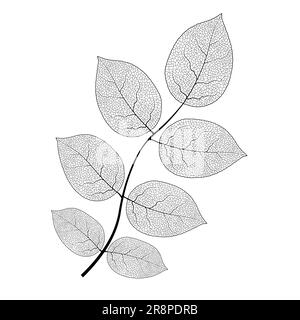 Blatt Vene Vektor Textur isoliert transparent Herbst schwarz Detail botanische Vene Blatt organisch Stock Vektor