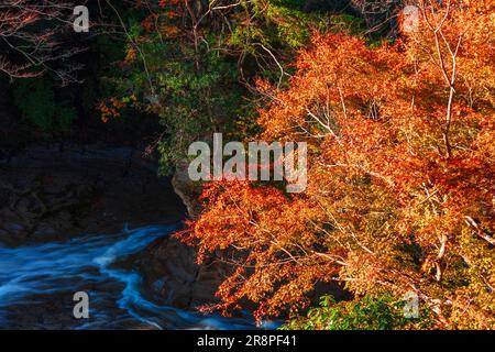 Herbstlaub im Yoro Valley Stockfoto