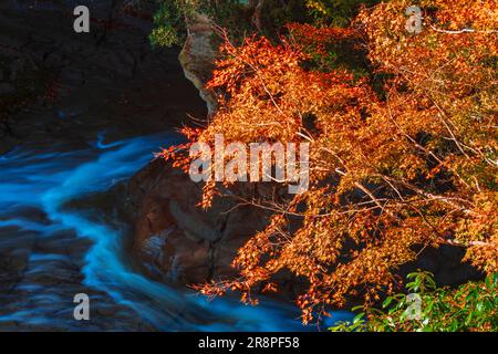 Herbstlaub im Yoro Valley Stockfoto