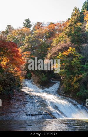 Herbstlaub im Yoro Valley Stockfoto