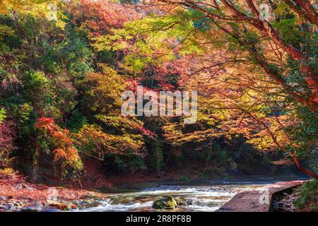 Herbstlaub im Yoro Valley Stockfoto