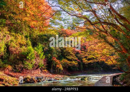 Herbstlaub im Yoro Valley Stockfoto