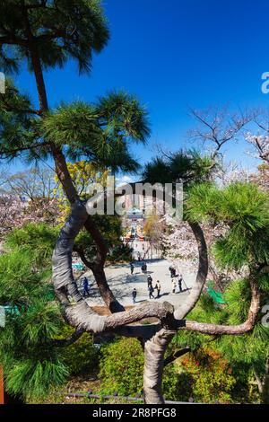 Mondkiefernbaum in Kiyomizu Kannondou Stockfoto