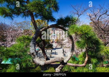 Mondkiefernbaum in Kiyomizu Kannondou Stockfoto